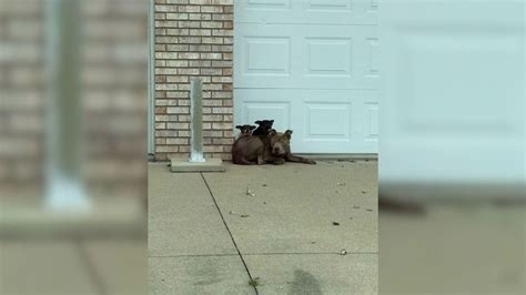 Rescuers Find ‘Leopard’ Dog Abandoned with Puppies!