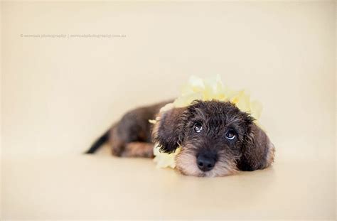 Dachshund’s Daily ‘Gifts’ Melt Hearts: A Royal Bond with Baby Sister
