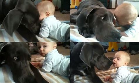 Gentle Giant: Great Dane’s Couch Cuddles Ensure Baby’s Safe Nap