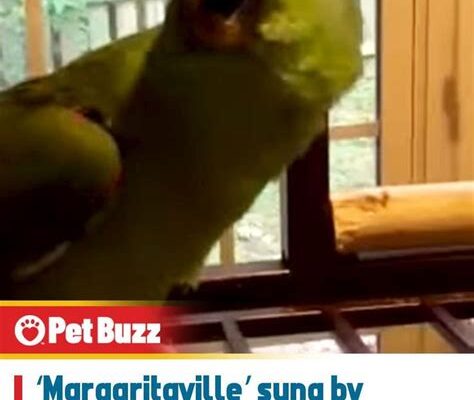 Parrot’s Hilarious Who, Me? Defense After Treat Crime!