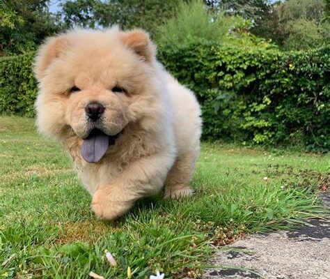 Tickle Monster Alert! Chow Chow Puppy’s Cuteness Overload