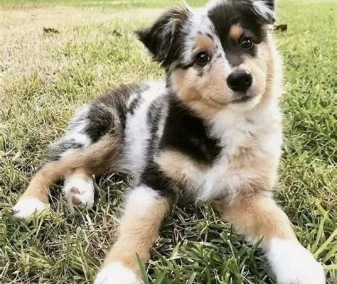 Mini Aussie’s Rainbow Ball Debut: Cuteness Level Max!